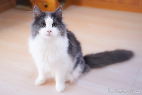 成約済の愛知県のノルウェージャンフォレストキャット-99492の2枚目